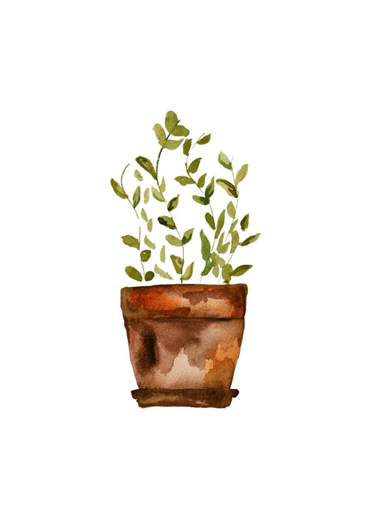 Plant in Terracotta Pot - Greeting Card