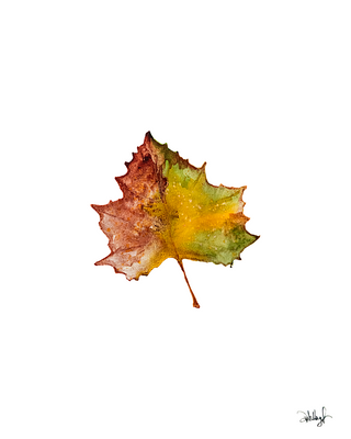 Notecards:  Autumn Vibes and Halloween Fun