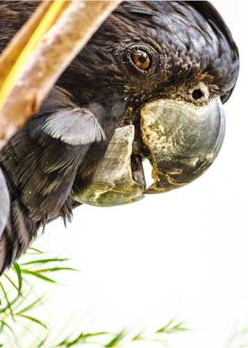 Red-Tailed Black Cockatoo - Greeting Card