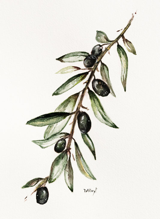 Olive Branch - Fine Art Print of Original Watercolor Painting